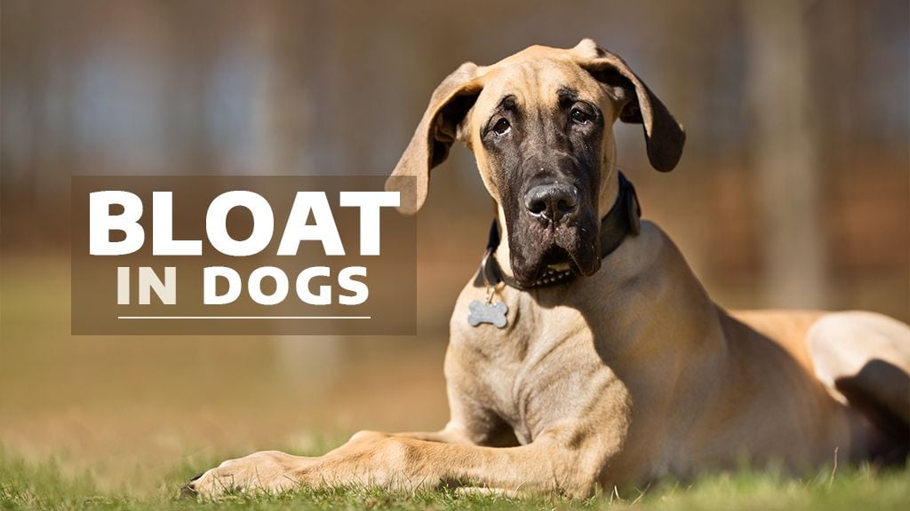 Bloat in Dogs Bloat in Dogs